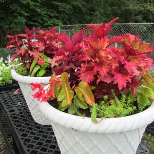 Lonely Pots up for adoption, plant material will vary.