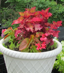 pot1