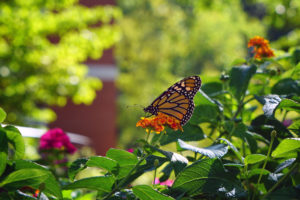 The University of Mary Washington’s commitment to sustainability has earned it a spot on the The Princeton Review’s Guide to Green Colleges for 2021.