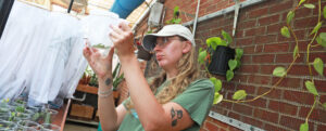 Senior conservation biology major Autumn Pembelton is studying insect communication this summer as part of Mary Washington’s Irene Piscopo Rodgers ’59 Summer Science Institute, now in its 26th year.